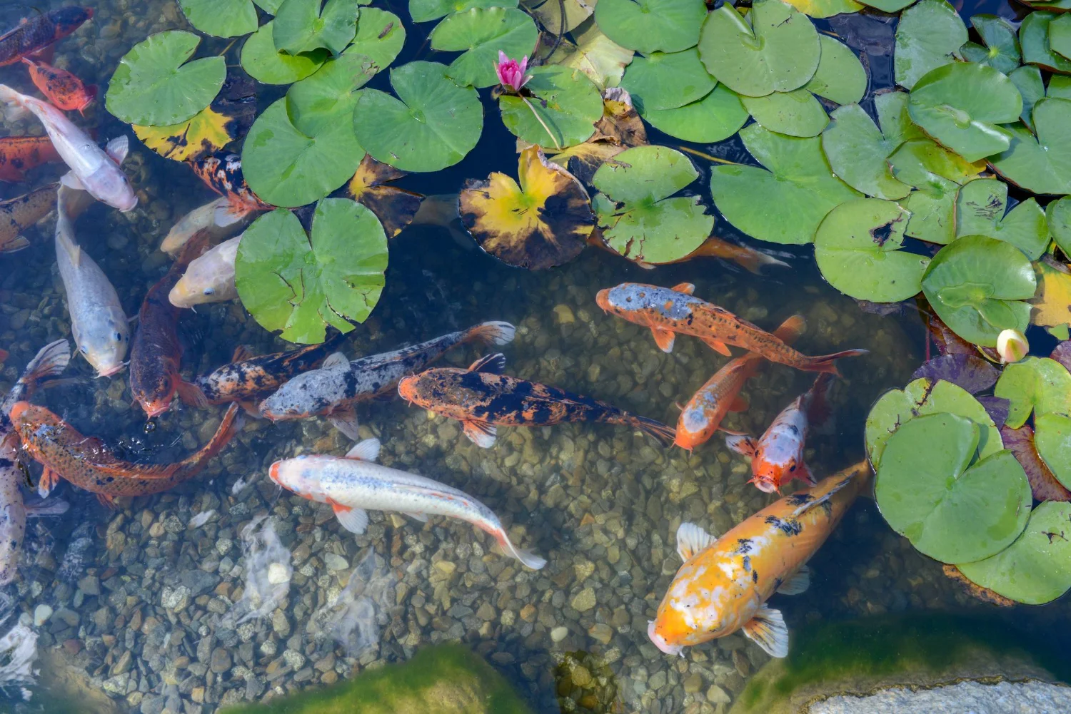 hotel with fish pond in udaipur